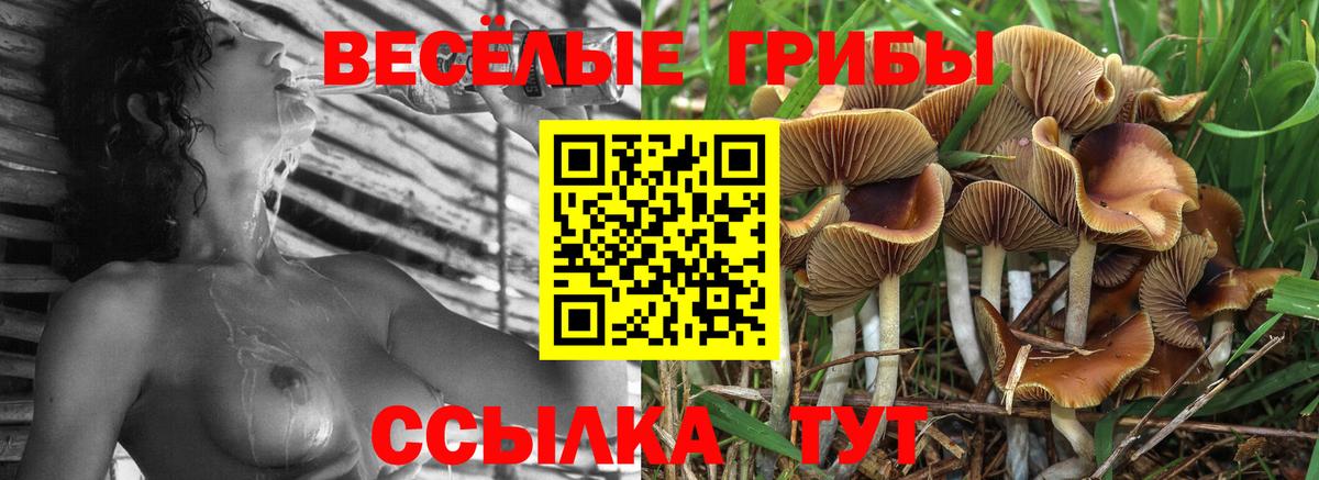 Псилоцибиновые грибы GOLDEN TEACHER  Галлюциногенные грибы Cubensis  Серпухов  Вход с VPN 